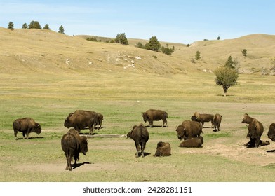 Bison herd, custer state park, black hills, south dakota, united states of america, north america