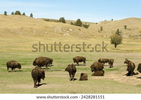 Bison herd, custer state park, black hills, south dakota, united states of america, north america