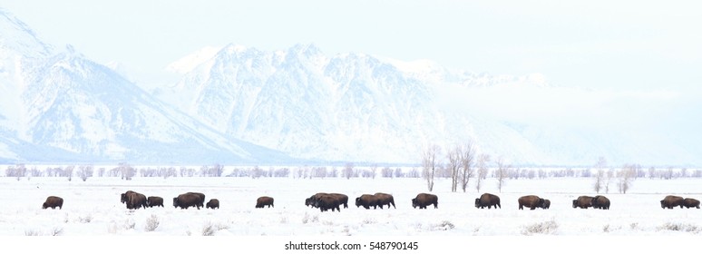 Bison Herd In Front Of A Mountain Range.