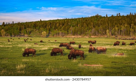 Bison herd grazing in a meadow in Grand Teton National Park, Wyoming, USA.