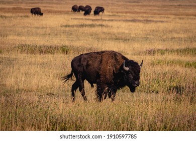 Bison Herd Near Jackson Wyoming