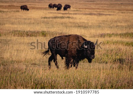 Bison herd near Jackson Wyoming