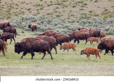 Bison Herd  Passing By