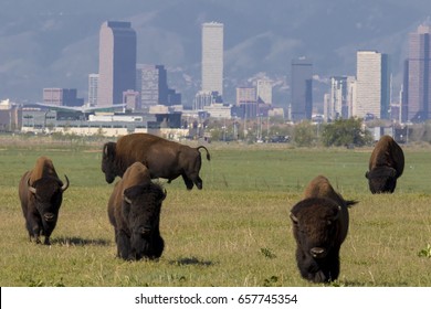 Bison herd at Rocky Mountain Arsenal National Wildlife Refuge, near Denver - Herd with Denver skyline in background. 
