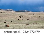 Bison Herd Spread Across the Rolling Prairie Under Storm Sky, Custer State Park, South Dakota