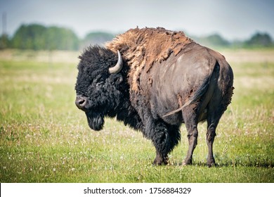 Bison Images Stock Photos Vectors Shutterstock