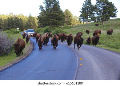 Bison Herd Stampede On Road In Custer State Park South Dakota