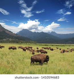 Bison Herd in the Yellowstone National Park