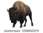 bison isolated on white background.