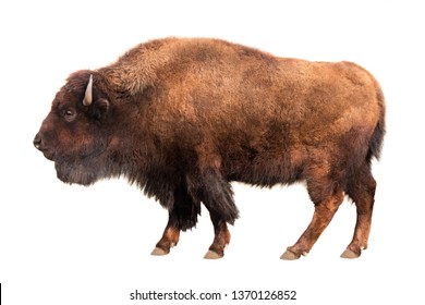 Bison Isolated On White Background