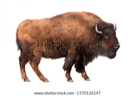 bison isolated on white background