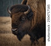 The bison, also known as the American buffalo, is a large, robust mammal with a distinctive appearance characterized by its massive head, shaggy brown fur, and powerful build. Males have a prominent s