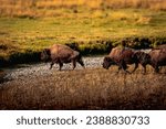 Bison in Lamar Valley-Yellowstone National Park