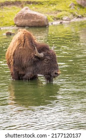 Bison Are Large Bovines In The Genus Bison Within The Tribe Bovini. 