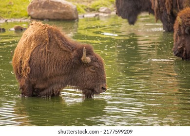 Bison Are Large Bovines In The Genus Bison Within The Tribe Bovini. 