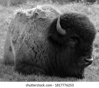 Bison Are Large, Even-toed Ungulates In The Genus Bison Within The Subfamily Bovinae.