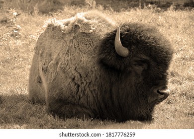 Bison Are Large, Even-toed Ungulates In The Genus Bison Within The Subfamily Bovinae.