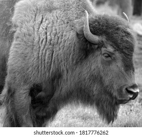 Bison Are Large, Even-toed Ungulates In The Genus Bison Within The Subfamily Bovinae.