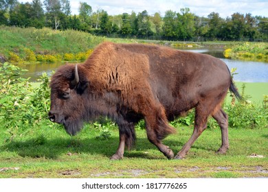 Bison Are Large, Even-toed Ungulates In The Genus Bison Within The Subfamily Bovinae.