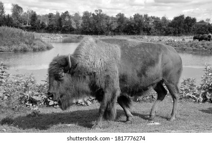 Bison Are Large, Even-toed Ungulates In The Genus Bison Within The Subfamily Bovinae.