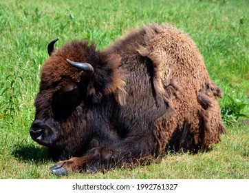 Bison Are Large, Even-toed Ungulates In The Genus Bison Within The Subfamily Bovinae.