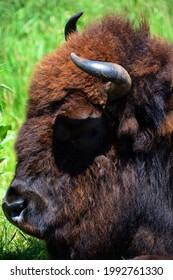 Bison Are Large, Even-toed Ungulates In The Genus Bison Within The Subfamily Bovinae.