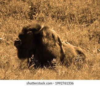 Bison Are Large, Even-toed Ungulates In The Genus Bison Within The Subfamily Bovinae.