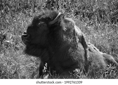 Bison Are Large, Even-toed Ungulates In The Genus Bison Within The Subfamily Bovinae.