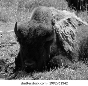 Bison Are Large, Even-toed Ungulates In The Genus Bison Within The Subfamily Bovinae.