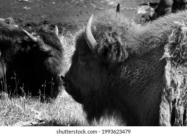 Bison Are Large, Even-toed Ungulates In The Genus Bison Within The Subfamily Bovinae.