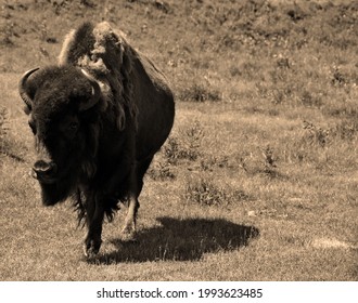 Bison Are Large, Even-toed Ungulates In The Genus Bison Within The Subfamily Bovinae.