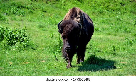 Bison Are Large, Even-toed Ungulates In The Genus Bison Within The Subfamily Bovinae.