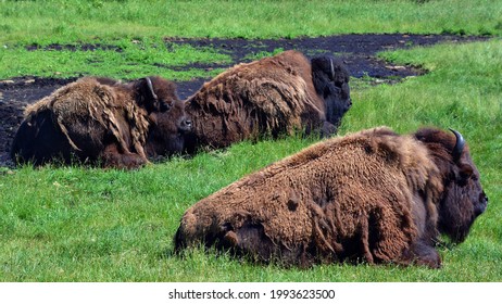 Bison Are Large, Even-toed Ungulates In The Genus Bison Within The Subfamily Bovinae.