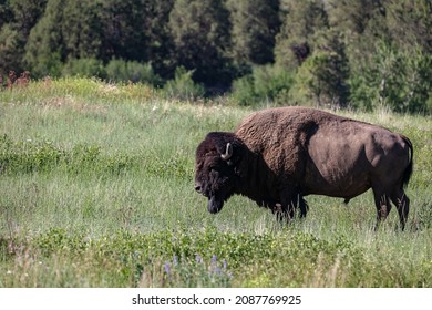 Bison laying down and standing. Bison head shot too. 
				The American bison and the European bison are the largest surviving terrestrial animals in North America and Europe. 