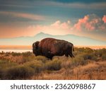 Bison on Antelope Island by the Great Salt Lake and mountains