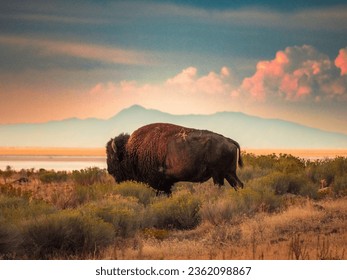 Bison on Antelope Island by the Great Salt Lake and mountains