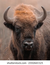 Bison on a cold winther morning