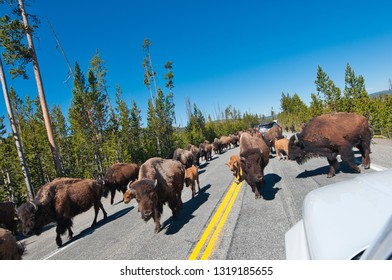 Bison On The Road