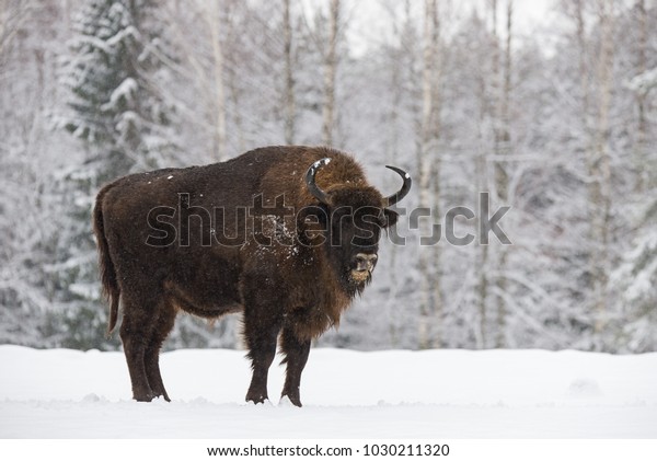 Bison\
On Snow Field. Majestic Powerful Adult Aurochs ( Wisent ) In Winter\
Time, Belarus. Wild European Wood Bison,Bull (Male). Wildlife Scene\
From Nature With Brown Bison. Aurochs In The Snow.\
