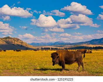 Bison Paradise in Yellowstone National Park, USA