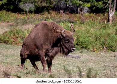71 Pissing bull Images, Stock Photos & Vectors | Shutterstock