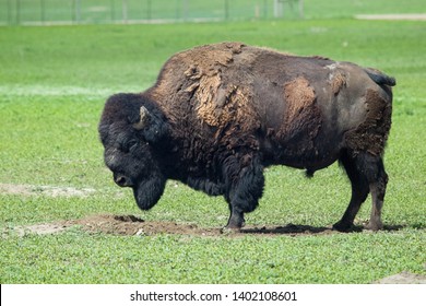 Bison Posing As Buffalo Nickel, Custer State Park