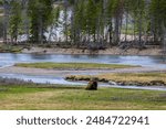 Bison resting by the river