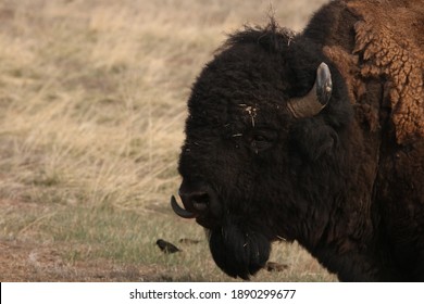 Bison At Rocky Mountain Arsenal