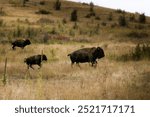 Bison running across the mountains at the National Bison Range in Montana is a powerful, iconic scene set against the stunning backdrop of a rolling hill.