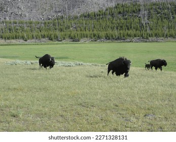 Bison running - Madison River, Yellowstone National Park
