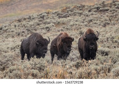 Bison Running In National Park