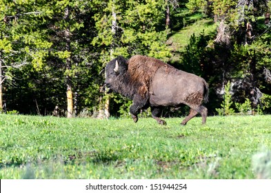 Bison Running In Yellowstone National Park