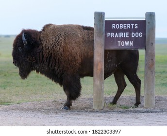 Bison Scratches Back On Sign At Prairie Dog Town