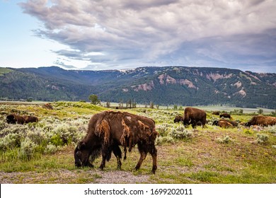 59 Bison Shedding Winter Coat Images, Stock Photos & Vectors | Shutterstock